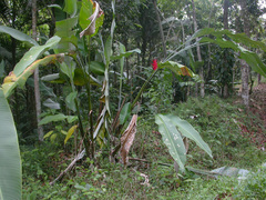 Heliconia caribaea