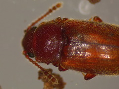 Cryptophagus pilosus