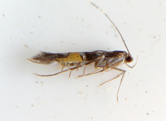Cosmopterix lespedezae