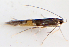 Cosmopterix lespedezae