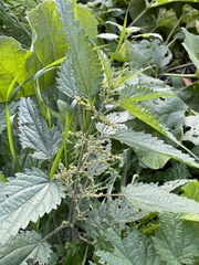 Urtica dioica