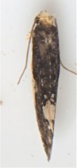 Monopis spilotella