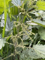 Urtica dioica