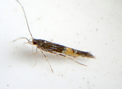 Cosmopterix lespedezae