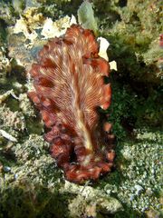 Pseudobiceros fulgor