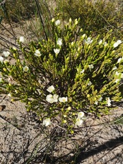 Lachnaea grandiflora