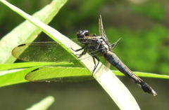 Orthetrum triangulare
