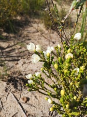 Lachnaea grandiflora
