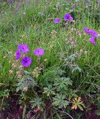 Geranium ruprechtii