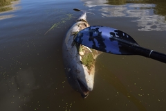 Phocoena phocoena phocoena