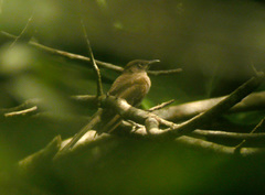 Cinclocerthia ruficauda