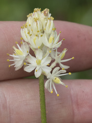 Triantha occidentalis occidentalis