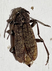 Trichoferus holosericeus