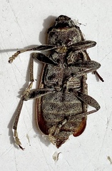 Trichoferus holosericeus