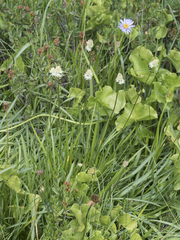 Triantha occidentalis occidentalis