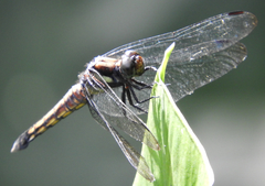 Orthetrum triangulare