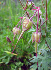 Geranium ruprechtii