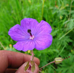 Geranium ruprechtii