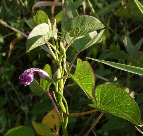Image of Ipomoea asarifolia by (c) Helio Lourencini, some rights reserved (CC BY)