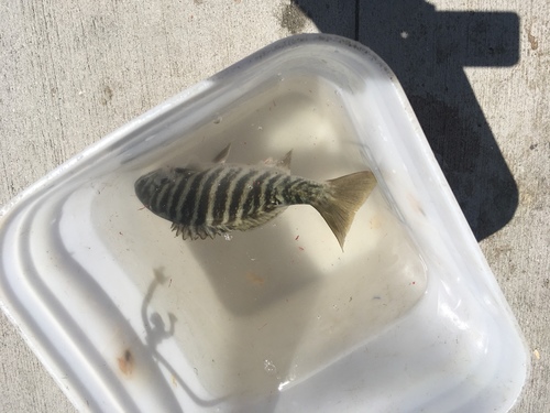 Kyphosus azureus