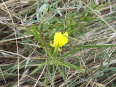 Oenothera berlandieri