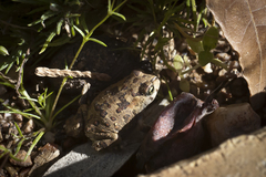 Vandijkophrynus angusticeps