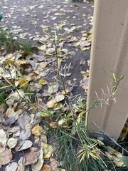 Erysimum cheiranthoides