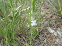 Salvia texana