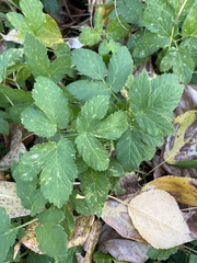 Aegopodium podagraria