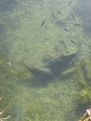 Cyprinus carpio