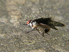 Anthomyia pluvialis