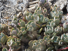 Sedum oregonense
