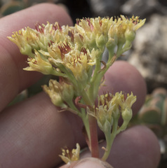 Sedum oregonense