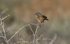 Phoenicurus moussieri