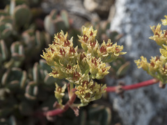 Sedum oregonense
