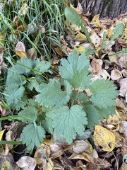 Leonurus quinquelobatus