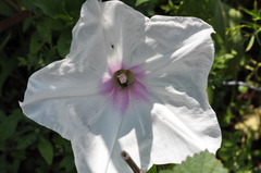 Ipomoea longifolia