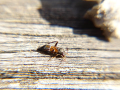 Pilophorus perplexus