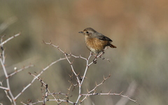 Phoenicurus moussieri