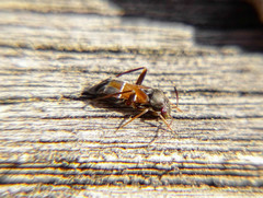 Pilophorus perplexus