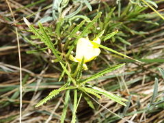 Oenothera berlandieri