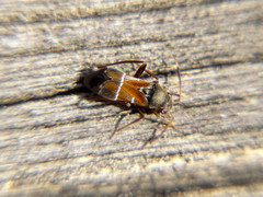 Pilophorus perplexus