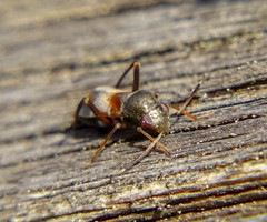 Pilophorus perplexus