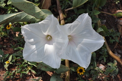 Ipomoea longifolia