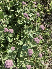 Grazielia brevipetiolata