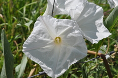 Ipomoea longifolia