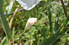 Ipomoea longifolia