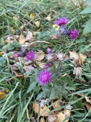 Carduus crispus