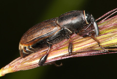 Sphenophorus gentilis