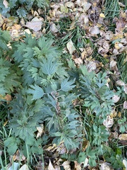 Leonurus quinquelobatus